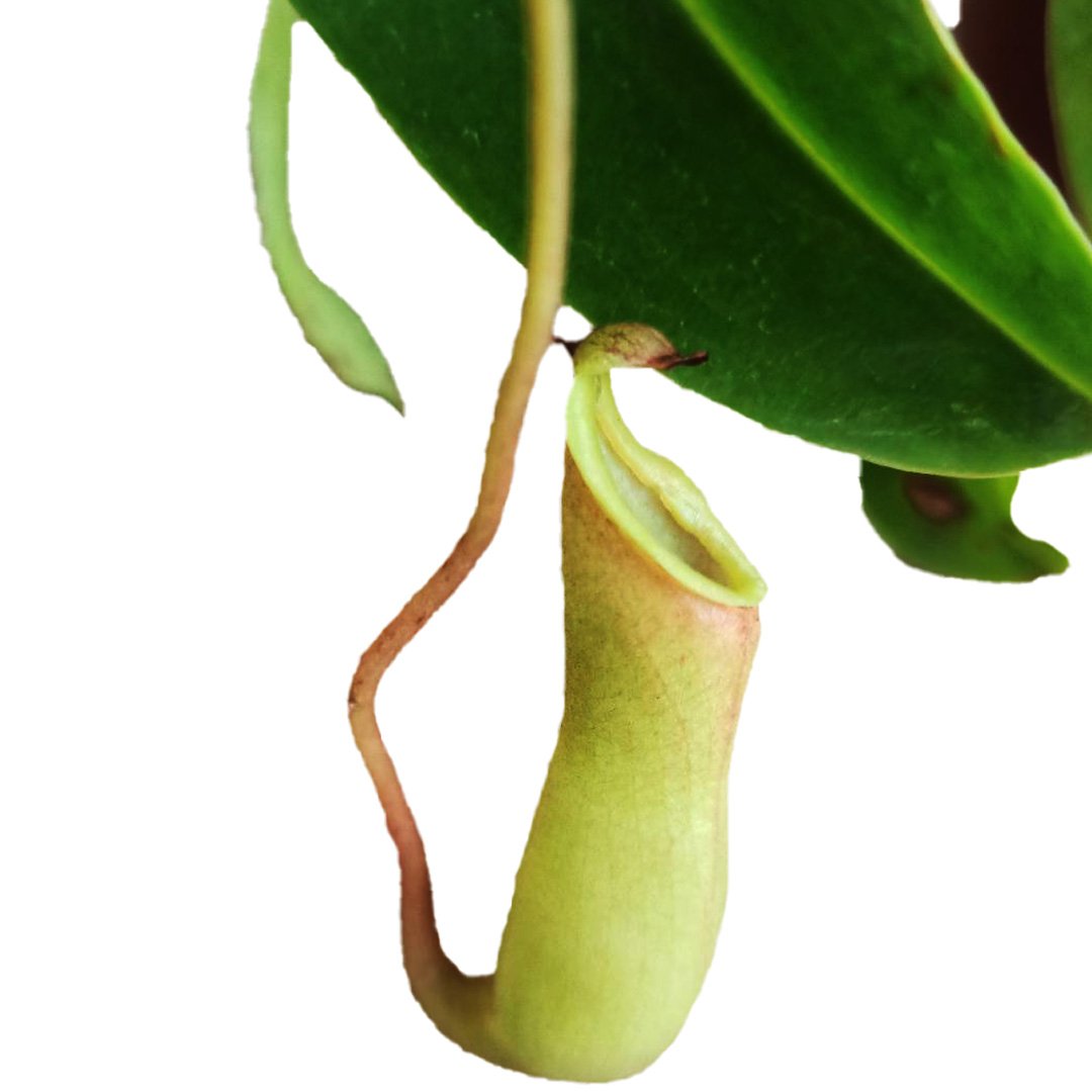 Nepenthes Pitcher Plant